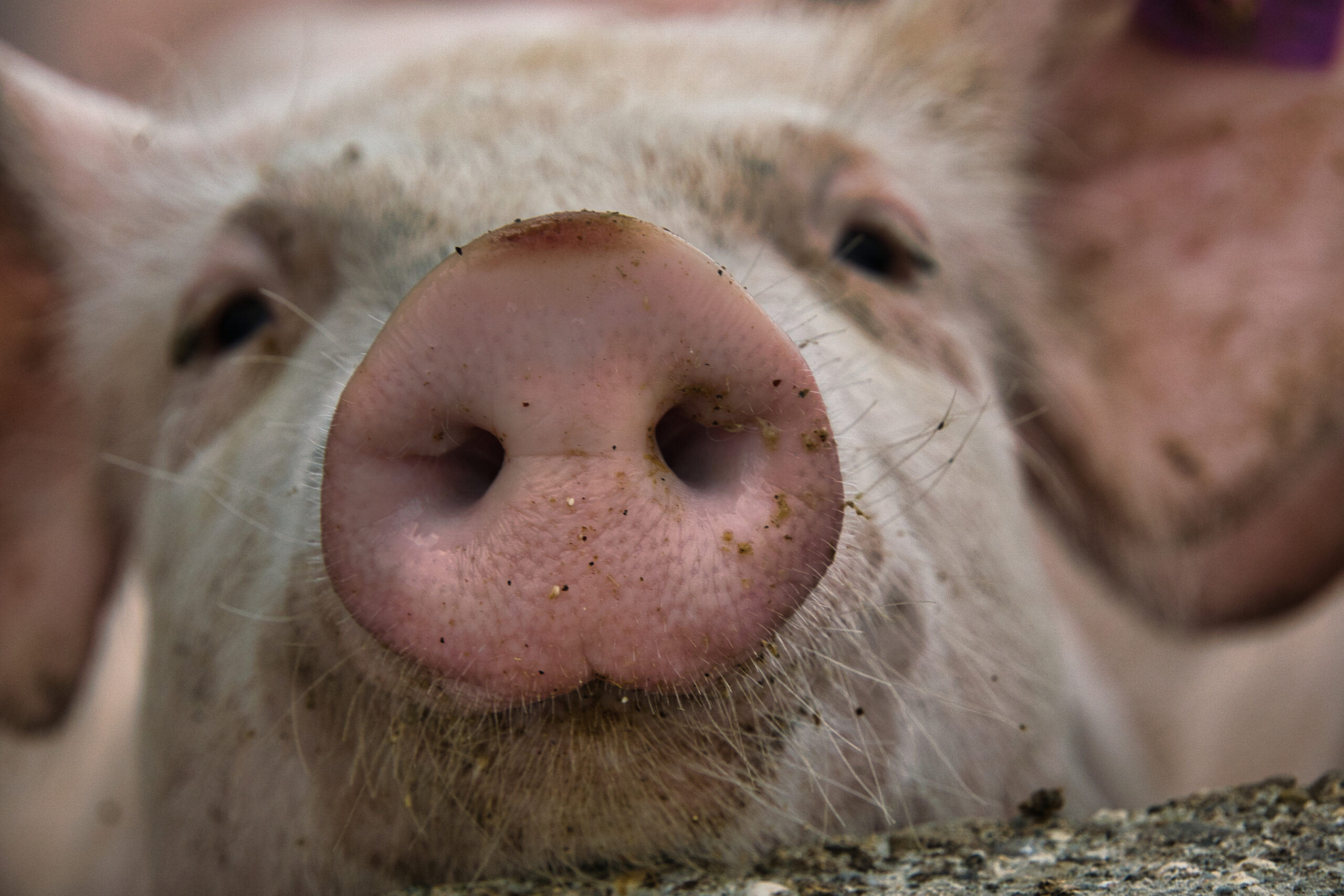 How to recognize pig butchering scams and fraud
